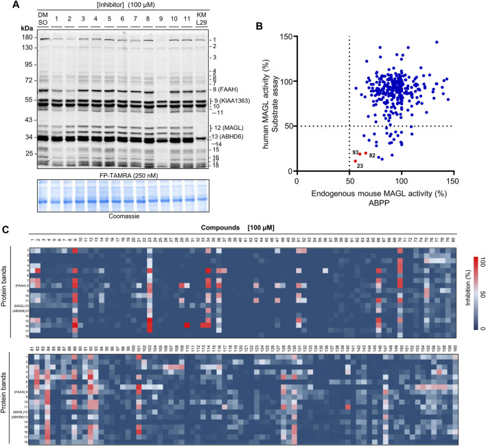 Activity and selectivity profile of the focused compound library using ABPP. (A) Representative gel of ABPP assay for determination of the activity and selectivity of compounds 1-11. A known MAGL inhibitor KML29 (10 µM) was used as a control compound. Coomassie staining gel was used as a loading control. (B) Analysis of the ABPP assay vs. AA-HNA assay against MAGL (100 µM compounds). (C) Heatmap overview of the screen of compound selectivity. The inhibition of each protein band was quantified from competitive ABPP gels (e.g., Figure 4A and Supplementary Figures S7, S8). Note that the percentage values were normalized to the intensity of the protein bands from the samples treated with DMSO (vehicle).