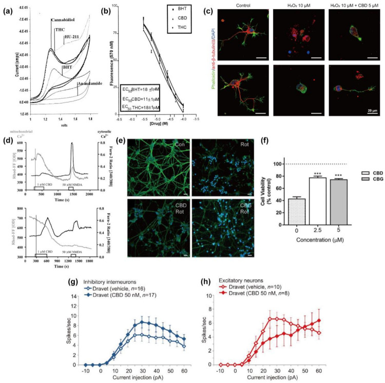 CBD actions on neurons. (a) A comparison of the oxidation potentials of cannabinoids and the antioxidant BHT. (b) Effects of CBD and BHT on prevention of tert-butyl hydroperoxide-induced oxidation of dihydrorhodamine. (a,b) Reproduced with permission from [23]. Copyright 1998, National Academy of Sciences, U.S.A. (c) High-magnification CLSM images of hippocampal neurons after 24 h treatment of (middle) H2O2 (10 µM), (right) H2O2 (10 µM), and CBD (5 µM). The cells were stained green (F-actin), red (β-tubulin III), and blue (nuclei). Reproduced from [24]. (d) Effects of CBD (1 µM) on mitochondrial and cytosolic Ca2+ responses of hippocampal neuron cultures, loaded with Rhod-FF, AM, and fura-2 AM. Reproduced with permission from [25]. Copyright 2009, Society for Neuroscience. (e) Immunocytochemistry images of the CGNs pre-treated with CBD (2.5 µM; 1 h) or CBG (5 µM; 1 h) and exposed to rotenone. The cells were stained with Hoechst 33258 dye (blue; nuclei) and the cytoskeleton marker anti-α-tubulin (green). Scale bar: 20 µm. (f) Neuroprotective effects of CBD (1 h pre-treatment) against rotenone. The statistical analysis was performed using one-way ANOVA; *** p < 0.001 for CBD (2.5 µM) and CBG (5 µM) versus rotenone exposure. (e,f) Reproduced with permission from [26]. Copyright 2020, Springer Science Business Media, LLC, part of Springer Nature. (g,h) Comparison of the action potential firing between the control group and the 50 nM CBD-treated group for (g) inhibitory neurons and (h) excitatory neurons from Dravet syndrome patient-derived iPSCs. Reproduced from [27], under the terms of the CC-BY Creative Commons Attribution 4.0 International license (https://creativecommons.org/licenses/by/4.0/, accessed on: 15 August 2021).