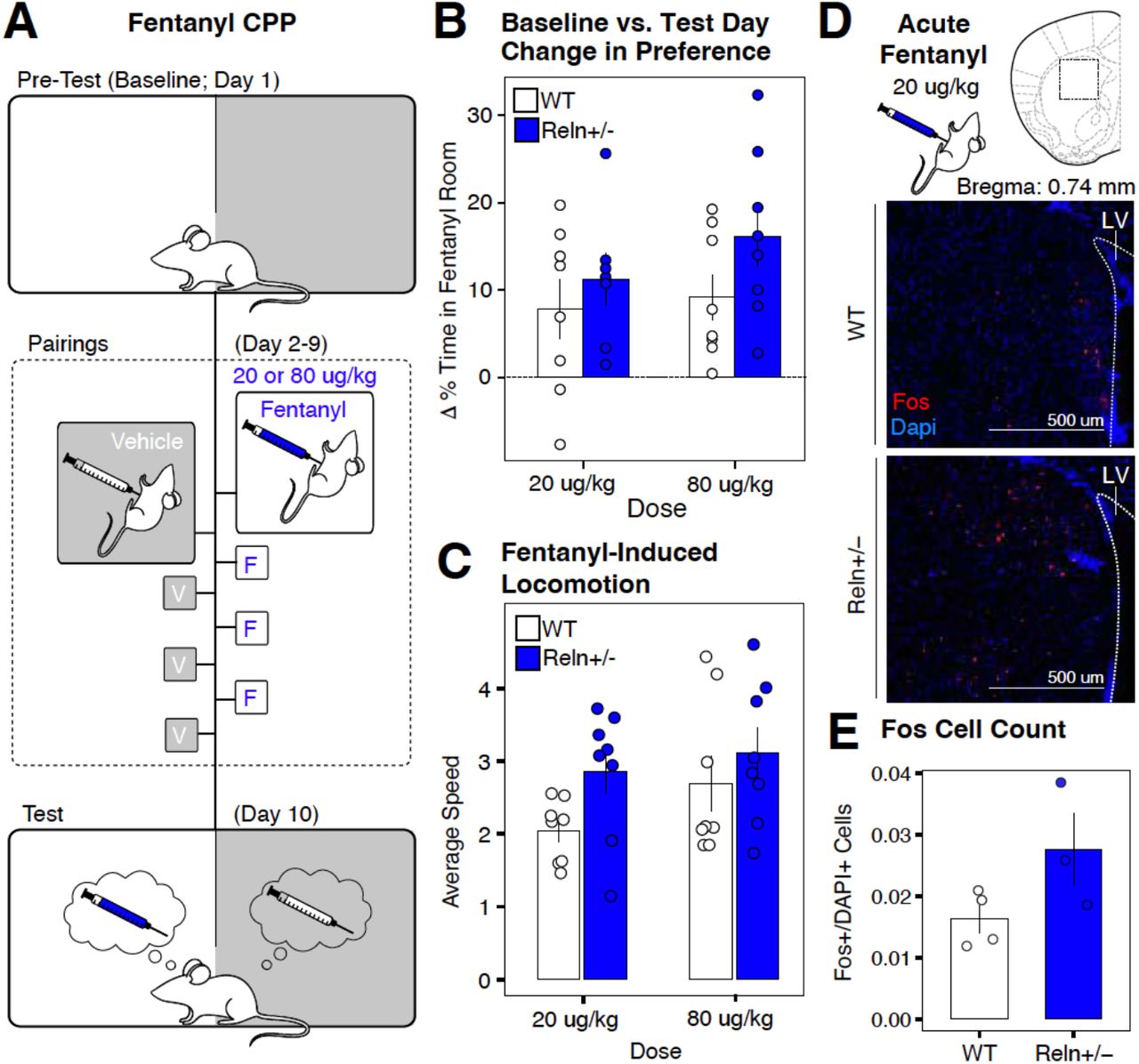 Reln haploinsufficiency enhances acute fentanyl-induced locomotion and dorsal striatal Fos immunoreactivity without altering conditioned place preference.(A) Schematic of the CPP paradigm. (B) Change in percent time spent in the fentanyl-paired room at 20 µg/kg (left) or (80 µg/kg or (right). (C) Average locomotor speed (total distance / total time; meter / minute) during the first CPP conditioning session following acute fentanyl injection at 20 µg/kg (left) or 80 µg/kg or (right). (D) Representative fluorescent image of the dorsal striatum from WT (top) and Reln+/− (bottom) mice following acute injection (20 µg/kg). Fos immunoreactivity is shown in red; DAPI nuclear counterstain is in blue. Scale bar, 500um. (E) Quantification of Fos+ cells as a proportion of total DAPI+ cells in the dorsal striatum of a different cohort of mice following acute fentanyl injection (20 µg/kg, i.p.). Data are mean ± SEM. WT, n=4; Reln+/−, n=4 mice. *p<0.05.