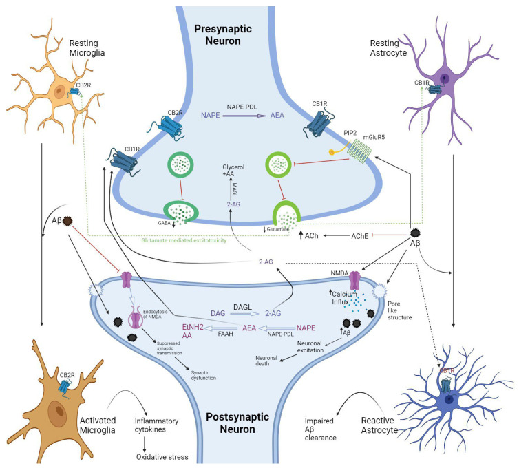Schematic representation of prospective pathology of AD by considering ECS, summarizing many aspects regarding microglia and astrocyte, their activation on exposure to Aβ plaques. The release of AEA and 2-AG in synaptic cleft stimulates CB1R and CB2R on presynaptic neurons that further inhibit the release of neurotransmitters, such as glutamate and GABA, and cause synaptic dysfunction. Aβ is considered the most causative agent of AD because of its action in microglia and astrocyte activation, which lead to neuronal damage through glutamate-mediated excitotoxicity. Aβ enhances the influx of calcium ions through postsynaptic NMDA receptors or pore-like structure; it also inhibits AChE and increases the Ach level in the synaptic cleft, which further increases postsynaptic calcium influx. This results in downstream signaling pathways related to neuronal excitotoxicity (decrease glutamate). Ethylamine (EtNH2), N-acyl phosphatidylethanolamine phospholipase D (NAPE-PDL), Phosphatidylinositol bisphosphate.