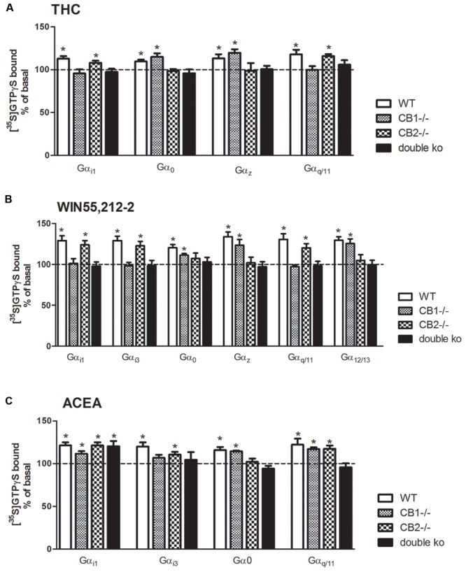 Effects of THC, WIN55, 212-2, and ACEA on G protein activation in cannabinoid receptors knockout mice. [35S]GTPγS scintillation proximity assays coupled to immunoprecipitation with specific antibodies against different Gα subunits in mouse brain cortical membranes of WT, CB1 knockout (CB1-/-), CB2 knockout (CB2-/-) and double CB1 and CB2 knockout (CB1-/-/CB2-/-/double KO) co-incubated with (A) THC (10 μM) (B) WIN55212-2 (10 μM), or (C) ACEA (10 μM). Data are shown as percentage of [35S]GTPγS basal binding values obtained for each specific subunit. Bars represent mean ± SEM of four to six different experiments carried out in triplicate. Asterisks highlight those normalized values of stimulation or inhibition of basal binding which are statistically different from 100% (Student’s t-test; ∗p < 0.05).