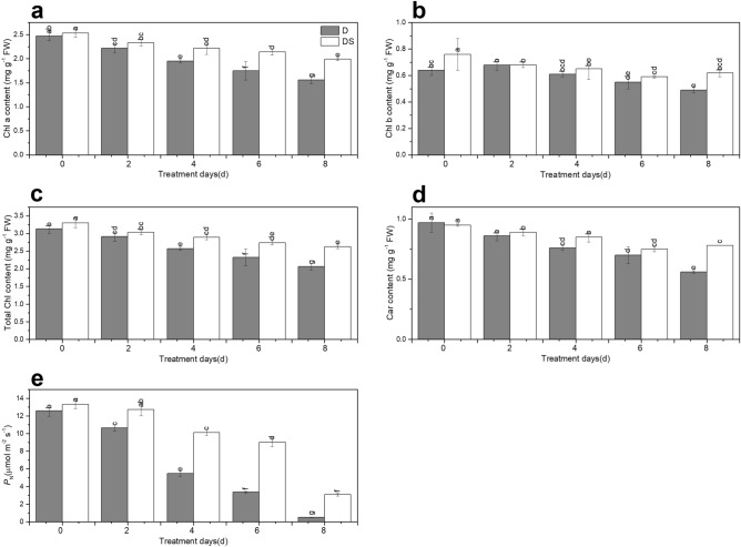 Uniconazole-induced chlorophyll content (a–d) and net photosynthetic rate (e) under drought stress. All data are presented as the means ± standard errors (n = 4). D and DS expressed as treatments under drought stress and drought stress + uniconazole, respectively.