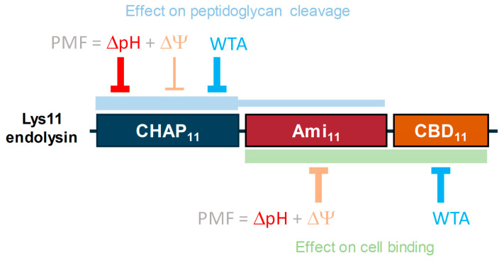 Schematic summary of the major findings of this work. The CHAP11 domain is responsible for most of the endolysin’s peptidoglycan cleavage activity, which is mainly restrained by the tolerance determinants ΔpH and WTA. An antagonist effect of WTA toward Lys11 cleavage activity was also inferred in a previous work [24]. The domains Ami11 and CBD11 cooperate in endolysin binding to the CW, being primarily counteracted by the tolerance determinants Δψ and WTA, respectively.