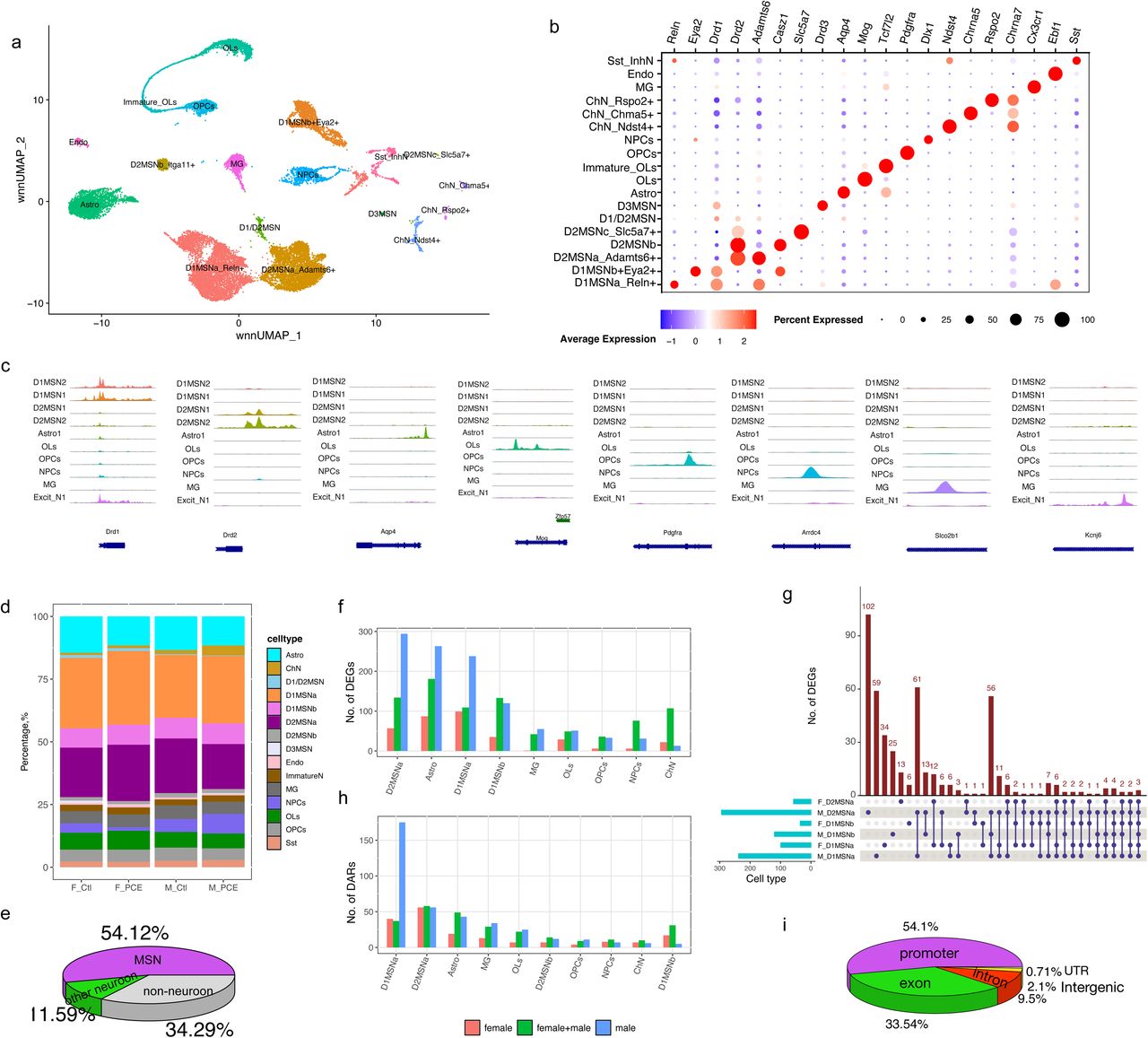 PCE induces transcriptomic and chromatin structural changes in P24 rat NAc(a) Unsupervised cell clustering based on wnn_UMAP of Multiome data from F_Ctl, F_PCE, M_Ctl, and M_PCE groups. (b) Dot Plot showing the expression of cluster-specific marker genes. (c) Peak coverage tracks highlighting cell type-specific ATAC-seq signals across major cell populations. The three ChN subtypes were combined to increase ATAC signal intensity. (d) Bar plot illustrating cell-type composition across four datasets; clusters containing fewer than 20 cells were excluded. (e) Pie chart showing the proportion of all MSNs among all cells combined from four datasets. (f, h) Bar plots showing the number of DEGs (f) and DARs (h) identified in each cell type. (g) UpSet plot illustrating shared and unique DEGs among D1MSNa, D1MSNb, and D2MSNa populations in male and female PCE rat NAc. (i) Pie chart showing the genomic annotation distribution of differential peaks induced by PCE.
