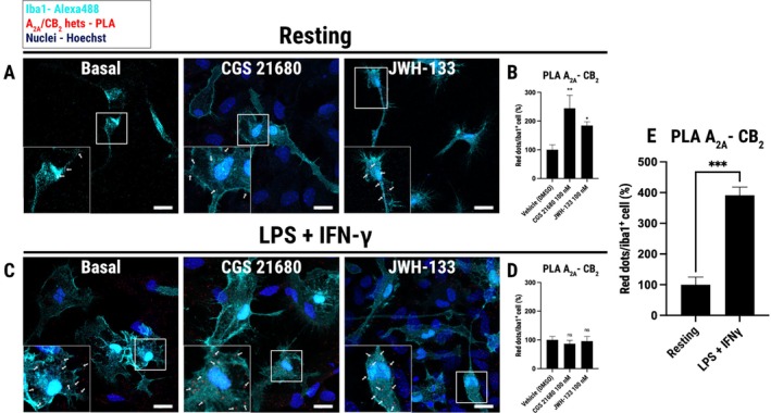 Activation upregulates A2A–CB2 heteromerization and alters agonist‐promoted heteromerization in microglial cells. Proximity Ligation Assays (PLA) were performed in primary microglial cells identified by Iba1 staining (cyan, Alexa 488). Representative confocal microscopy images of resting microglia (A) and of microglia treated with LPS (100 ng/mL) + IFN‐γ (20 ng/mL) for 48 h (C). Both resting and activated microglia were treated (1 h) with vehicle or agonists: 100 nM CGS 21680 or 100 nM JWH‐133. Red dots indicate A2A–CB2 heteromers; nuclei are stained with Hoechst 33342 (blue). Insets show zoomed regions with arrows highlighting PLA signals. Scale bar = 20 μm. Quantification of PLA signals, expressed as percentages relative to the respective vehicle condition (0.1% DMSO), in resting microglia (B). Data are presented as mean ± SEM from n = 3 independent experiments, with multiple cells analyzed per replicate. Statistical significance was assessed by one‐way ANOVA followed by Dunnett's post hoc test. This analysis revealed a significant overall treatment effect (F(2,25) = 6.84; global p = 0.004). Post hoc comparisons showed significant differences versus vehicle for 100 nM CGS 21680 **p = 0.002 and 100 nM JWH‐133 *p = 0.049 treatments. Quantification of PLA signals, expressed as percentages relative to the respective vehicle condition (0.1% DMSO), in activated microglia (D). Overall, the efffect of treatments did not reach statistical significance (F(2,26) = 0.27; global p = 0.768). Post hoc comparisons vs. vehicle were also non‐significant for CGS 21680 (p = 0.702) and JWH‐133 (p = 0.965) treatments. E: Comparison of basal A2A−CB2 heteromer levels (red dots/Iba1+ cell) in untreated resting or activated cells (normalized to resting). Statistical significance was determined by an unpaired, two‐tailed Student's t‐test with Welch's correction (t (4,6) = 7.99; ***p < 0.001 vs. resting). Data are presented as mean ± SEM from n = 3 independent experiments, with multiple cells analyzed per replicate.