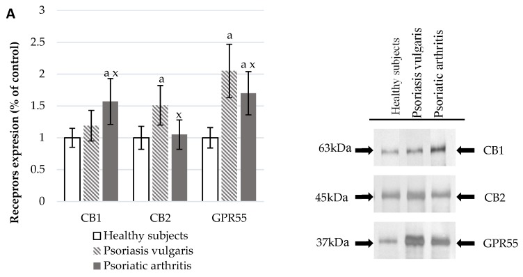 Endocannabinoid system receptor expression in granulocytes* of healthy subjects (n = 8) and patients with psoriasis vulgaris (n = 16) and psoriatic arthritis (n = 8) (A), endocannabinoid levels, (C) and activity of enzymes metabolizing endocannabinoids in plasma (B) of healthy subjects (n = 34) and patients with psoriasis vulgaris (n = 68) and psoriatic arthritis (n = 34). a p < 0.05 when compared with healthy subjects and x p < 0.05 when compared with patients with psoriasis.