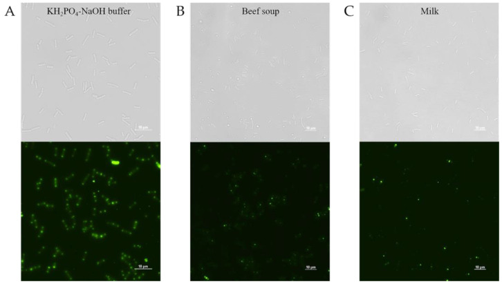 Food applications of PlyDolk21_CBD in (A) KH2PO4-NaOH buffer, (B) beef soup, and (C) milk contaminated with C. perfringens ATCC 13124. Representative cell images show C. perfringens cells with PlyDolk21_CBD fused with EGFP. Top and bottom panels show bright field and PlyDolk21_CBD fused with EGFP, respectively.