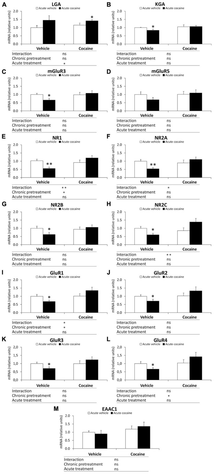 Relative mRNA levels of components of the glutamate signaling system [LGA (A), KGA (B), mGluR3/5 (C,D), NR1/2A/2B/2C (E–H), and GluR1/2/3/4 (I–L) and EAAC1 (M)] in the mouse cerebellum after chronic pretreatment (vehicle and cocaine) and acute treatment (vehicle and cocaine). Histograms represent the mean ± SEM (n = 8/group). Two-way ANOVA: ns, no significance; *P < 0.05, **P < 0.01. Bonferroni: *P < 0.05, **P < 0.01 vs. vehicle–vehicle group.