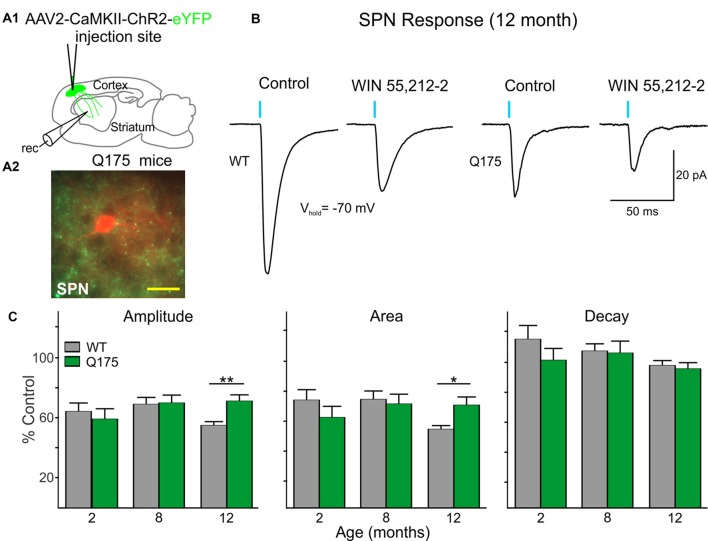 Excitatory postsynaptic currents (EPSCs) from the cortex are reduced in Q175 SPNs recorded in fully symptomatic mice and are less sensitive to modulation by WIN 55,212-2 compared to WT SPNs. (A1) Schematic of AAV injection site and recording area in Q175 mice for experiments examining CB1 receptor-mediated modulation of excitatory cortical inputs onto SPNs. (A2) Confocal z-stack image of a biocytin-filled SPN (red) that was recorded from an 8 months-old Q175 mouse. Corticostriatal processes expressing ChR2-eYFP are seen surrounding the recorded cell. Scale bar = 20 μm. (B) Sample traces of optically-evoked, cortical-induced glutamatergic responses in WT and Q175 SPNs before (Control) and at the end of 20 min incubation with WIN 55,212-2 (3 μM). (C) Summary of the effects of WIN 55,212-2 (3 μM) on optically-evoked EPSCs from WT and Q175 SPNs from 2-, 8- and 12-month-old mice. Average response properties (amplitude, area and decay time) are reported as a percentage of the Control response. Significant differences were determined using two-way ANOVAs and appropriate post hoc analyses, where *p < 0.05 and **p < 0.01.