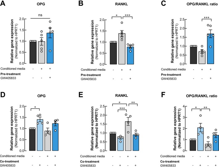 GW405833 counteracted the effect of MDA‐MB‐231‐derived conditioned media by modulating the OPG/RANKL expression ratio. The relative expression normalized to HPRT1 of (A, D) OPG, (B, E) RANKL, (C, F) OPG/RANKL ratio on UMR‐106 cells treated with (A–C) CM from MDA‐MB‐231 cells or the cells pretreated with GW405833 and (D–F) MDA‐MB‐231 CM together with or without GW405833. Each experiment was represented by the mean ± SEM of at least four independent biological replicates. (*p < 0.05, **p < 0.01, ***p < 0.001).