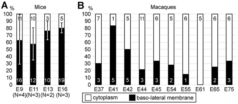 Quantifications of anchored versus free centrosomes in the cells shortly after mitosis from cerebral ventricular zone of mice (A) and rhesus macaques (B) at different embryonic days (E9-E75). Numbers of identified centrosomes are indicated in corresponding columns. The quantifications in mouse embryos (A) are represented as mean ± SD. N indicates the number of analyzed mouse embryos of certain age. Notice higher numbers of anchored centrosomes in mice of all ages and generally lower numbers in macaques. Modified from [94]. (License 6183791501210).
