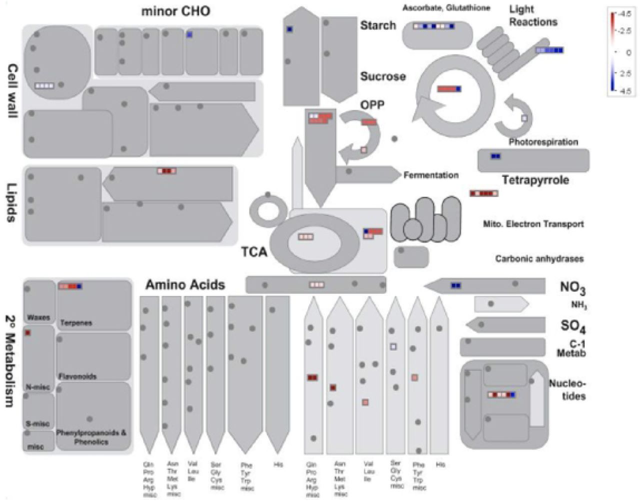 Mapman batch classification of proteins relating to metabolism in trichome Heads vs Flowers. Fold change differences in a protein’s abundance is indicated by the legend key where blue represents proteins found more abundant in late-stage flowers, white indicates no change in a protein’s abundance, and red indicates proteins found preferentially abundant in glandular trichome heads.