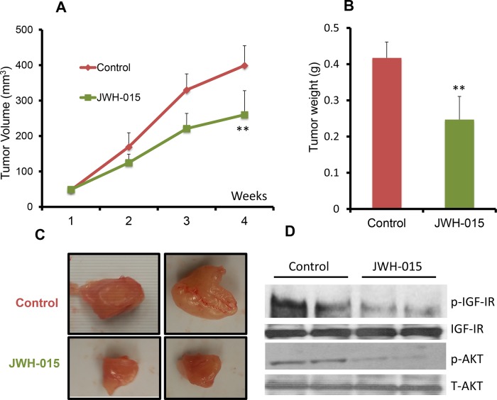 JWH-015 suppresses ERα+ breast cancer growth in vivoA. Tumor volume measurements of orthotopically injected nude mice with MCF-7 cells were assessed every week for control and treated groups. B. Tumor weight of vehicle-treated or JWH-015-treated nude mice was determined at the euthanasia day. C. Representative photographs showing tumors dissected from control and treated groups. D. Western blot images of the tumor lysates of the control and treated groups showing the protein expression of phospho-IGF-IR and phosphor-AKT (p-IGF-IR and p-AKT) and total IGF-IR and AKT (IGF-IR and AKT).