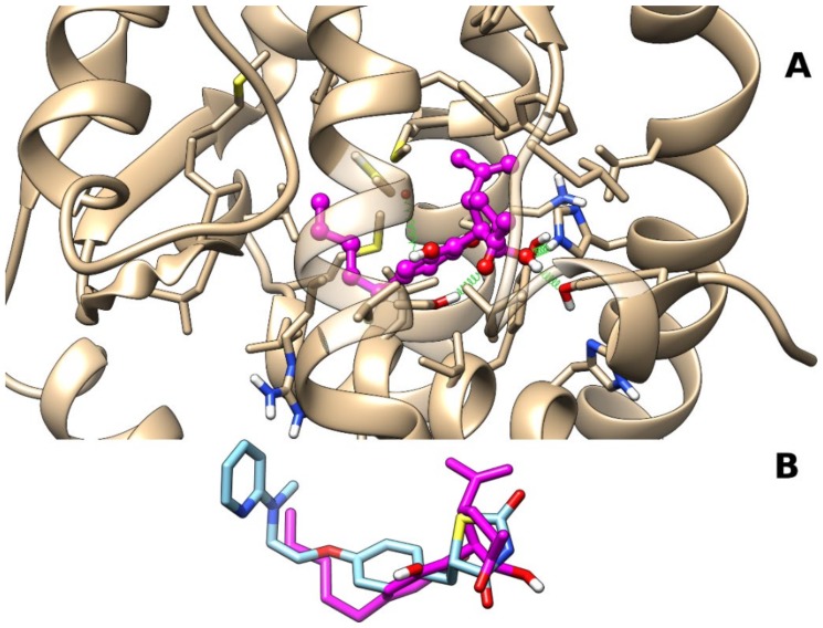 Representative frame from MD of PPARγ–CBM complex. Panel (A) A ball-and-stick representation is used for heavy atoms of the ligand, and a stick representation is used for protein sidechains within 5 Å of the ligand. Protein carbon atoms are colored in tan according to the ribbon for the protein and in magenta for CBM. Hydrogen, nitrogen, oxygen, and sulfur atoms are painted white, blue, red, and yellow, respectively. Half-transparency is employed for the ribbon representation of protein regions overlying the ligand in the selected view. A “green spring” representation is adopted for H-bonds involving ligand atoms. Panel (B) Stick representation of CBM and rosiglitazone (Protein Data Bank (PDB) identifier (ID): 5ycp) after best fit of protein backbone. Carbon atoms of rosiglitazone are colored in light blue, while heteroatoms are colored according to panel (A).