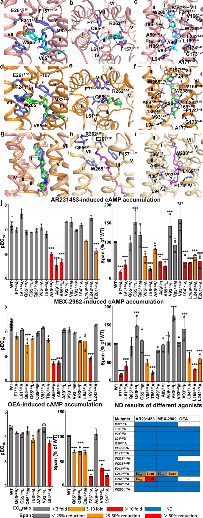 Agonist interactions in GPR119 ligand-binding pocket.a–f Ligand-receptor interactions in stacking gate (a, d) between GPR119 and AR231453 (a) or MBX- 2982 (d), in extracellular cavity (b, e) between GPR119 and AR231453 (b) or MBX-2982 (e), and in activation cavity (c, f) between GPR119 and AR231453 (c) or MBX-2982 (f). g Superimposition of OEA with AR231453 and MBX-2982 in GPR119 ligand-binding pocket. h, i Ligand-receptor interactions in extracellular cavity and stacking gate between GPR119 and OEA of the docking model (h) and in activation cavity (i). j cAMP accumulation of GPR119 induced by agonist AR231453, MBX-2982 and OEA. (EC50 ratio = EC50 of mutant/EC50 of wild type) and maximal agonist response (span for cAMP accumulation) for each mutant relative to the wild-type receptor are shown according to the extent of effect. Data are from at least three independent experiments performed in technical triplicate. For AR231453/MBX-2982-induced cAMP accumulation, WT were repeated 18 times. For OEA-induced cAMP accumulation, WT were repeated 6 times. Other mutants were all repeated 3 times. *P < 0.01; ***P < 0.0001 by one-way ANOVA followed by Dunnett’s post-test, compared with the response of the WT. ND (not determined) refers to data where a robust concentration response curve could not be established within the concentration range tested). A detailed statistical evaluation is provided in Supplementary Tables 2 and 4. Source data are available as a Source Data file.