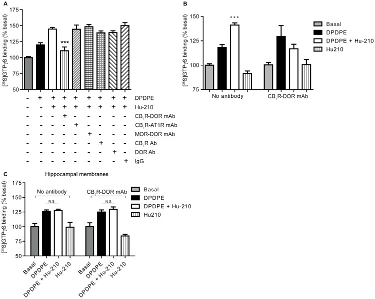 CB1R-DOR heteromer-specific antibody blocks enhancement of DOR activity. A, Membranes from cortices of lesioned animals were treated with 10 µM DPDPE without or with Hu-210 in the absence or presence of 1 µg of indicated antibodies. [35S]GTPγS binding to membranes was detected using a scintillation counter. Basal [35S]GTPγS binding in vehicle treated membranes is taken as 100%. Data represent Mean ± SEM (n = 3 individual animals in triplicate). Statistically significant differences between 10 µM DPDPE+1 pM Hu-210 and 10 µM DPDPE+1 pM Hu-210+1 µg antibody are indicated ***, p<0.001, (t test). B, In the absence or presence of 1 µg CB1R-DOR heteromer-specific antibody, membranes from cortices of lesioned animals were treated with 10 µM DPDPE without or with 1 pM Hu-210. [35S]GTPγS binding to membranes was detected using a scintillation counter. Basal [35S]GTPγS binding in vehicle treated membranes is taken as 100%. Data represent Mean ± SEM (n = 3 individual animals in triplicate). Statistically significant differences between 10 µM DPDPE and 10 µM DPDPE+1 pM Hu-210 are indicated ***, p<0.001, (t test). C, Membranes from hippocampi of lesioned animals were treated with 10 µM DPDPE in the absence of presence of 1 pM Hu-210 for 1.5 hours. Membranes were also treated with 10 µM DPDPE and 1 pM Hu-210 in the presence of 1 µg of CB1R-DOR mAb. [35S]GTPγS binding to membranes was detected using a scintillation counter. Basal [35S]GTPγS binding in vehicle treated membranes is taken as 100%. Data represent Mean ± SEM (n = 3 individual animals in triplicate). n.s. not significant.