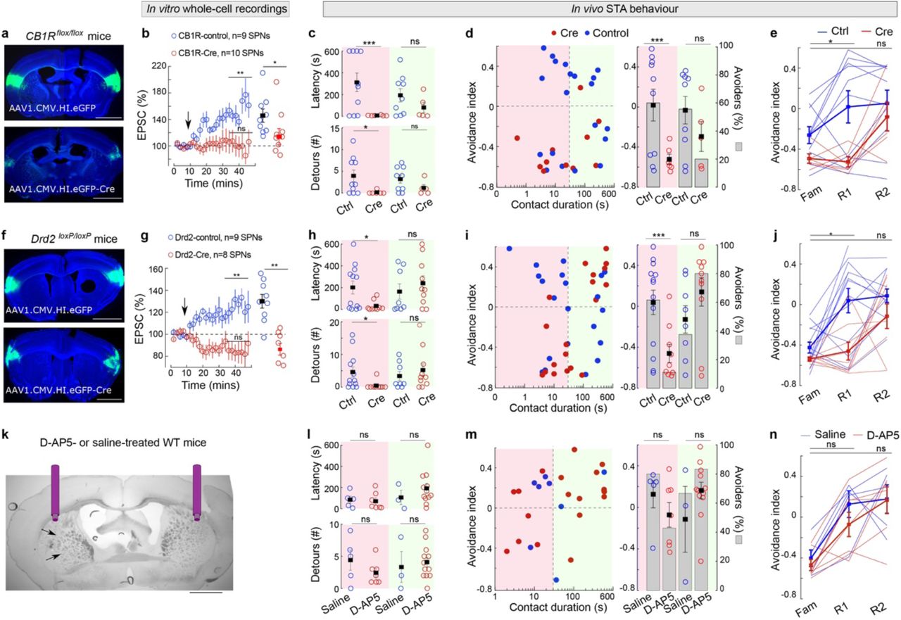 One-shot learning is impaired in cortico-striatal presynaptic CB1R or D2R knock-out mice but not under NMDAR inhibition.a-j, Conditional CB1Rflox/flox and Drd2LoxP/LoxP mice show impaired STA one-shot learning. a,f, Bilateral virus expression (AAV1.CMV.HI.eGFP for control or AAV1.CMV.HI.eGFP-Cre for cre mice) targeting somatosensory S2 cortex. Scale bars, 0.5 mm. b,g, Ex vivo whole-cell recordings on naïve conditional knock-out mice show impaired eCB-LTP expression after STDP 15 post-pre cortico-striatal pairings (1Hz, ΔtSTDP∼-15ms). Averaged time-courses of STDP plasticity for control and Cre mice. Scatter plots: changes in EPSC amplitude 30 min after STDP pairings. One-sample and two-sample Wilcoxon test. c,h, Latency-to-contact and detours. Two-sample Welch-test (for short contact duration, ≤30 seconds, because of unequal variance) and t-test (long contact duration >30 seconds). d,i, Avoidance index (circles) and avoiders (bars) are low in Cre mice for short contact duration, but remain high for long contact duration. Two-sample Welch and t-test, Chi-squared test. e,j, Time courses of avoidance index at familiarization, retrieval-1 and -2 sessions for short contact duration mice. Linear Mixed Models. k-n, Wild-type mice injected bilaterally with D-AP5 (500 µM) or saline 45 minutes before STA familiarization. k, Cannulas implanted in DLS and injection sites (arrow). Scale bar, 0.25mm. Latency-to-contact and detours (l), avoidance index (circles) and avoiders (bars) (m), show no change for short and long contact duration in D-AP5- and saline-injected mice. Two-sample Welch and t-test, Chi-squared test. n, D-AP5- and saline-injected mice, with a short contact duration at familiarization, display similar time course of the avoidance index at familiarization, and first and second retrieval (retrieval-1 and retrieval-2). Linear Mixed Model. Statistics are provided in the Methods. *p<0.05; **p<0.01; ***p<0.001.