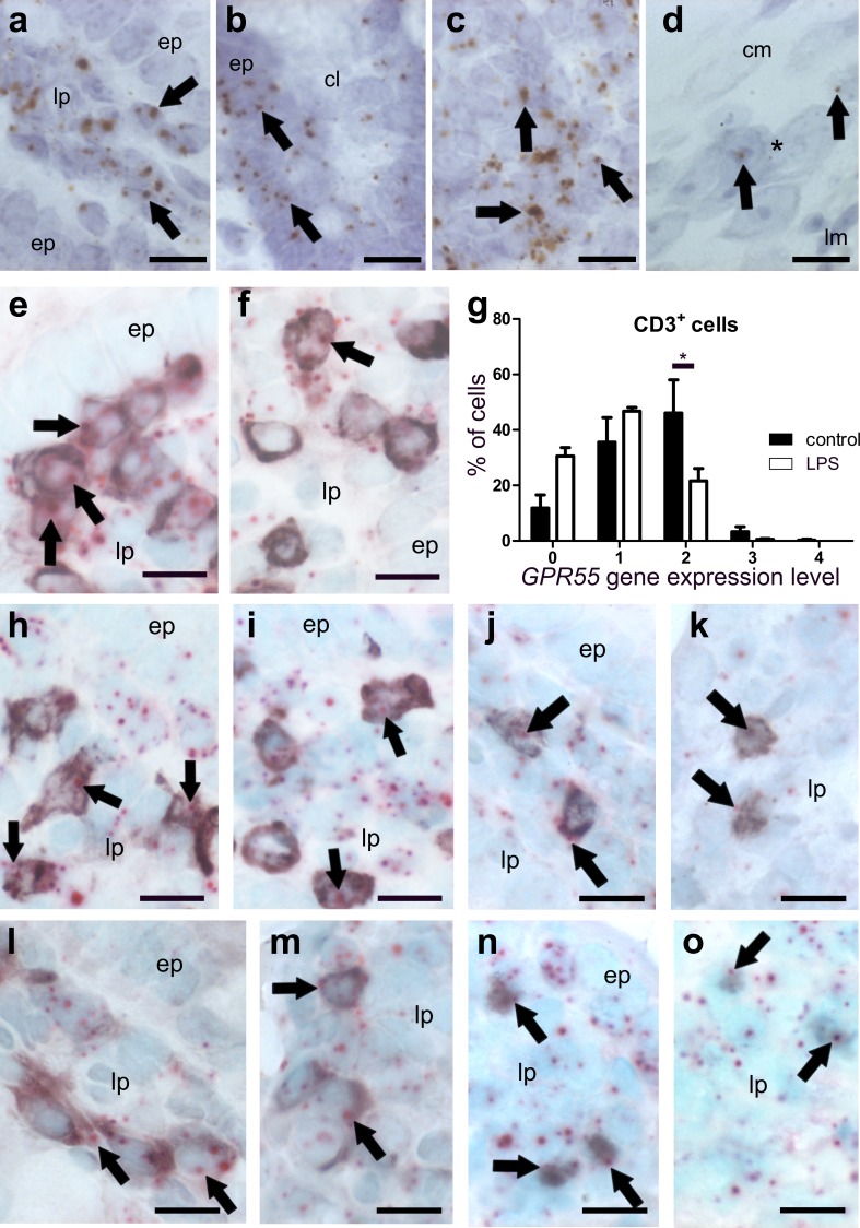 ISH staining of GPR55 mRNA (brown, DAB, a–d) and co-localization of GPR55 mRNA (FastRed, e–o) with markers for T-lymphocytes and macrophages (all purple, VIP) in the ileum of healthy (a–d, e, h, j, l, n) and LPS-treated mice (f, i, k, m, o). GPR55 mRNA is predominantly found in the lamina propria of the ileum mucosa (arrows point at representative expression) and in epithelial cells of healthy mice (a, b). Epithelial cells (ep) of villi show low levels of GPR55 mRNA (a), whereas crypt epithelial cells (ep) display relatively strong GPR55 gene expression (b). In healthy animals, strong GPR55 gene expression is detected also in lymph follicles (c), while in myenteric ganglia, expression is low (d; arrows; ganglion denoted by asterisk). GPR55 gene expression appears to be stronger in CD3+ T-cells of the lamina propria (lp) of the healthy ileum (e) when compared to LPS-treated animals (f). Arrows denote representative staining. Quantification of GPR55 mRNA in CD3+ cells is shown in g. In the lamina propria of the ileum mucosa, GPR55 gene expression is seen in CD4+ cells (h, healthy; i, LPS-treated), CD8+ cells (j, healthy; k, LPS-treated), F4/80+ cells (l, healthy; m, LPS-treated), and FoxP3+ T regulatory cells (n, healthy; o, LPS-treated). Calibration bars: 10 µm; ep epithelium, lp lamina propria, *, myenteric ganglion; arrows point at representative cells expressing the GPR55 gene