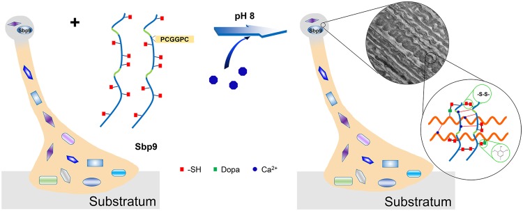 Possible cohesive role of Sbp9 in byssal root. Sbp9 is able to cross-link with other byssal root proteins through the formation of intermolecular disulfide bonds with free thiol (red box) and the formation of cysteinyldopa with DOPA (green box) in the seawater environment (in the presence of Ca2+ at pH 8). Ca2+ (blue octagons) is able to alter the protein self-assembly properties to further strengthen these interactions.