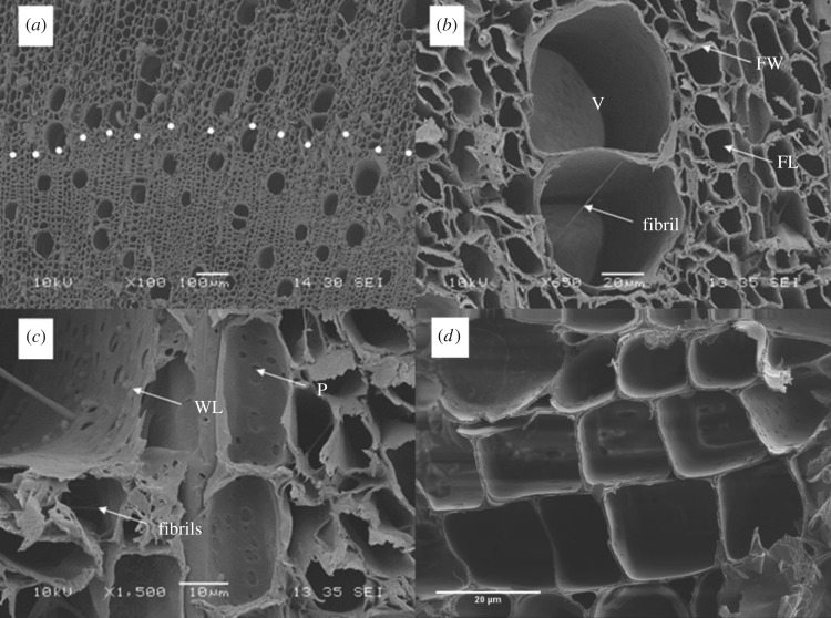 Scanning electron micrograph of the porous hemp shiv, showing (a) interface between zones with smaller (lower) and larger (upper) longitudinal cells. (b) A close-up view of the vessels shows a bridging fibril in the central vessel. (c) The secondary walls of vessels in hemp shiv are overlaid by a warty layer (WL) and several fibrils in the vessels. (d) A close-up view of the parenchyma cells seen in the upper section of (a). V, Vessel; FW, fibre wall; FL, fibre lumen; P, simple pits; WL, warty layer; dotted line indicates interface.