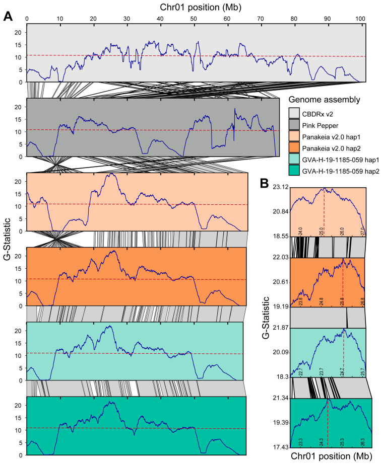 Bulk segregant analysis (BSA) mapping of the major-effect flowering locus Early1 using six different genome assemblies as references for alignment. (A) Moving average of G-statistic, dark blue line, in sliding windows every 10 kb plotted against position for Chr01. Dashed red horizontal lines are the significance threshold. Gray polygons with black borders connecting chromosomes show pairwise minimap2 alignments > 250 kb. (B) Syntenic ~3.5 Mb section of Chr01 surrounding the peak markers when using the ‘Panakeia v2.0’ and GVA-19-1185-059 assemblies. Dashed red vertical lines are the most significant sliding window when using each assembly. Gray polygons with black borders connecting homologous chromosomes show pairwise minimap2 alignments > 5 kb.