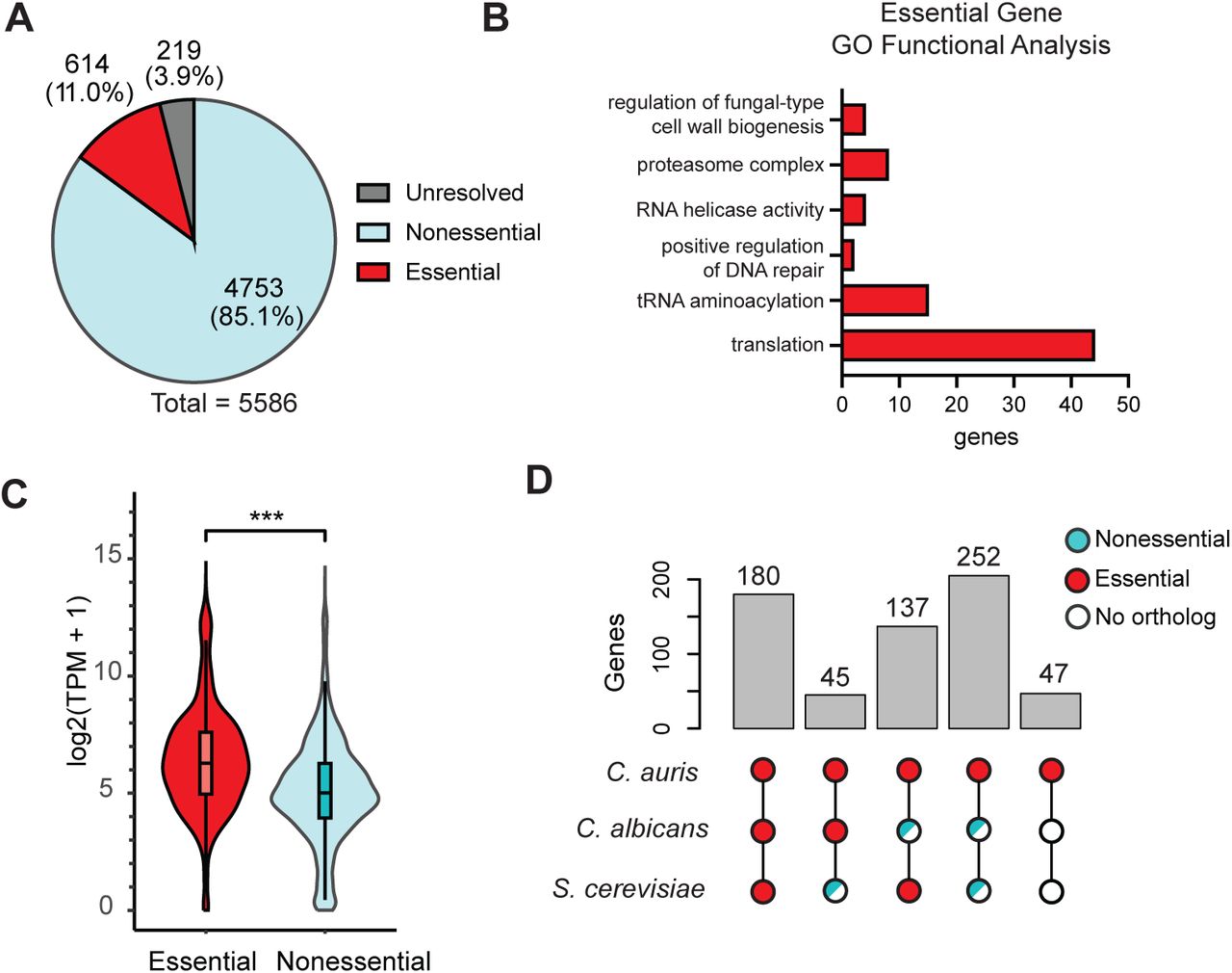 C. auris gene essentiality highlights divergent gene dependence.a, C. auris genes that are essential, nonessential, or unresolved by permutation analysis. b, GO functional analysis of 614 essential C. auris genes, performed using the Candida Genome Database GO Term Finder. c, RNAseq expression in log2(TPM+1) for C. auris essential and nonessential genes. Unresolved genes were binned with nonessential genes. Data from Santana et al. 2023. d, Comparison of 614 C. auris essential genes to orthologs in C. albicans and S. cerevisiae. 47 C. auris putative essential genes had no annotated ortholog to either related species, and are a subset of the previous group of 252 essential C. auris genes that are nonessential or have no ortholog in C. albicans and S. cerevisiae.