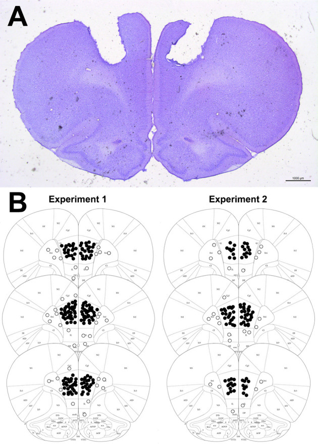 (A) Representative photomicrography showing bilateral microinjection site into the PL-mPFC (coronal slices). (B) Diagrammatic representation of coronal brain sections (based on Paxinos and Watson, 2006) with representative injection sites into the PL-mPFC (filled circles) and adjacent sites (empty circles). The number of circles represented in the picture is fewer than the actual number of animals used in the experiments since there is overlap.