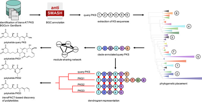 transPACT Workflow.One thousand seven hundred eighty two trans-AT PKS BGCs were retrieved from GenBank and subjected to antiSMASH analysis38. Trans-AT PKS KS sequences were extracted, followed by phylogenetic placement to annotate query KS sequences that correlate with substrate specificity. Module sharing networks and dendrogram representations were computed and used for, e.g., subsequent genome mining studies resulting in the isolation of novel members of trans-AT PKS families, the identification of novel trans-AT PKS scaffolds, and culturable representatives of uncultured producers of polyketides and evolutionary insights.