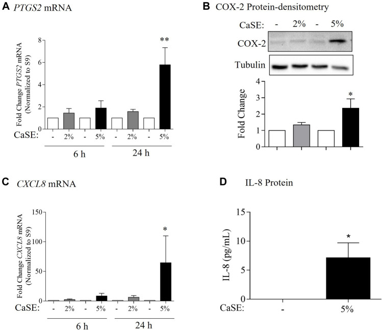 CaSE induces COX-2 and IL-8 expression in human lung fibroblasts. (A). PTGS2 mRNA: there was a slight increase, but not statistically significant, in PTGS2 mRNA in HLFs exposed to 2 and 5% CaSE for 6 h and in HLFs exposed to 2% CaSE for 24 h compared to corresponding control. There was significant increase in PTGS2 mRNA in HLFs exposed to 5% CaSE for 24 h (**p = 0.009) compared to corresponding control. Results are expressed as the mean ± SEM of 4 independent experiments of HLFs used from 3 Normal subjects. (B). COX-2 Protein-densitometry: there was significant increase in COX-2 protein levels in HLFs exposed to 5% CaSE for 24 h (*p = 0.04) compared to corresponding control. Results are expressed as the mean ± SEM of 3 independent experiments (HLFs used from 3 Normal subjects). (C). CXCL8 mRNA: there was a slight -but not statistically significant-increase in CXCL8 mRNA in HLFs exposed to 2 and 5% CaSE for 6 h There was significant increase in CXCL8 mRNA in HLFs exposed to 5% CaSE for 24 h (*p = 0.01) compared to corresponding control. Results are expressed as the mean ± SEM of 4 independent experiments (HLFs used from 3 Normal subjects). (D). IL-8 Protein: there was an increase in IL-8 protein levels in the media from HLFs exposed to 5% CaSE for 24 h compared to corresponding control. Results are expressed as the mean ± SEM of 3 independent experiments (HLFs used from 3 Normal subjects).