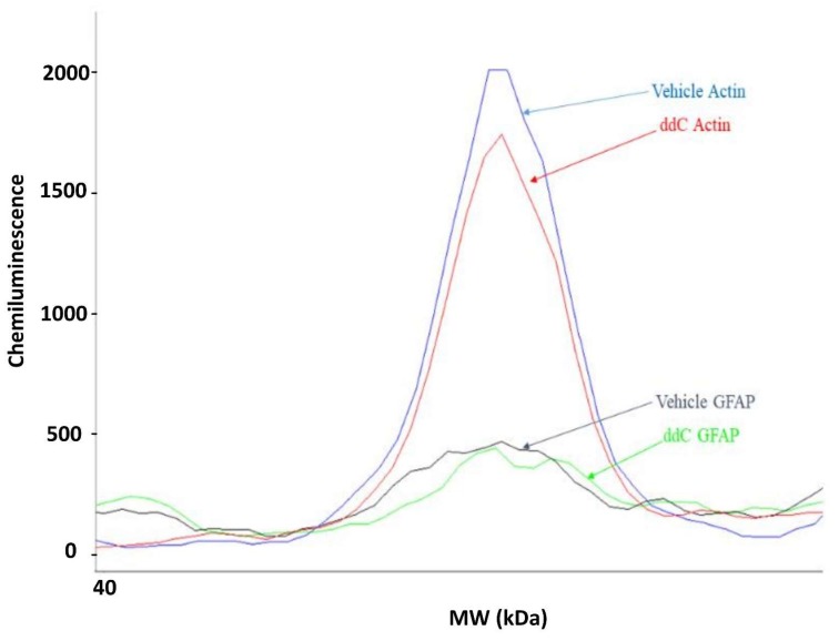 Electropherogram of actin and GFAP expression in brain samples from a control (vehicle-treated) and a ddC-treated mouse.
