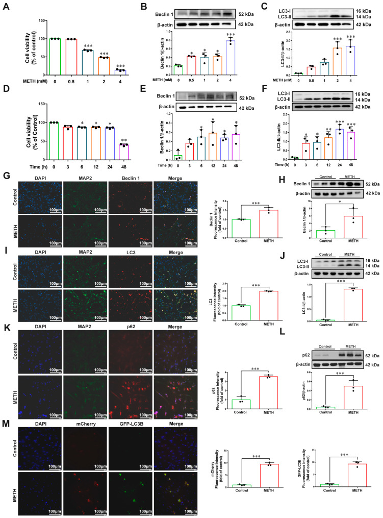 Methamphetamine induces autophagy in primary neurons. (A) Cell viability of primary neurons incubated with METH at concentrations of 0, 0.5, 1, 2, 4 mM for 24 h. (B,C) Western blot analysis and quantitative statistics of Beclin-1 and LC3 protein expression in neurons treated with gradient concentrations of METH for 24 h. (D) Cell viability of neurons treated with 2 mM METH for 0, 3, 6, 12, 24, 48 h. (E,F) Western blot analysis and quantitative statistics of Beclin-1 and LC3 protein expression in neurons treated with 2 mM METH for different durations. (G–L) Immunofluorescence staining (G,I,K) and Western blot (H,J,L) detection of Beclin-1, LC3 and p62 expression in neurons after 2 mM METH treatment for 24 h; neuronal marker MAP2 and nuclear marker DAPI were used for co-localization. (M) Immunofluorescence detection of autophagic flux using Ad-mCherry-GFP-LC3B adenovirus transfection in METH-treated neurons. Scale bar = 100 μm. Results are presented as means ± SD of three experiments. * p < 0.05, ** p < 0.01, *** p < 0.001 vs. Control group; one-way ANOVA followed by Tukey HSD post hoc test or independent samples t-test.