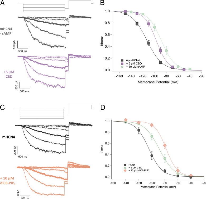 CBD potentiation is distinct from cAMP and PIP2. (A) Representative voltage protocol and traces of mHCN4 in the absence of cAMP before (black) and after (purple) treatment with 5 µM CBD. The −100 mV trace is highlighted. (B) Average tail current values for pre- (black square) and post-treatment with 5 µM CBD (purple square) in the absence of cAMP (apo-HCN4 channels), and treatment with 5 µM CBD in the presence of cAMP (green circle). Values were fit to the Boltzmann function. Average V1/2 for pre-treatment (black square) was −113.2 ± 2.2 mV (n = 7); average V1/2 for post-treatment with 5 µM CBD (purple square) was −97.6 ± 2.5 mV (n = 7); average V1/2 for post-treatment with 5 µM CBD in presence of cAMP (green circle) was −87.5 ± 3.0 mV (n = 9). One-way ANOVA and post-hoc Tukey’s test found that the application of CBD significantly shifted V1/2 (P < 0.003) by ∼15 mV, and the presence of cAMP and CBD significantly shifted V1/2 (P < 0.04) a further 10 mV. (C) Representative traces of mHCN4 (black) and mHCN4 after application of diC8-PI(4,5)P2 (orange). The −100 mV trace is highlighted. (D) Average tail current values for treatment with vehicle (black circle), 5 µM CBD (green circle), and 5 µM CBD with 10 µM diC8-PI(4,5)P2 (orange diamond). Values fit to the Boltzmann function.