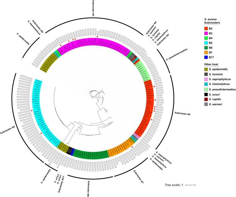 Phylogenetic analysis of tape measure proteins (TMPs). The amino acid sequences of 169 TMPs were aligned using MAFFT (68), and the phylogenetic tree was estimated by applying the maximum likelihood algorithm with the PhyML program (70). The representation of the tree was made with iTOL. The outermost bars represent the length (amino acids) of each TMP protein. S. aureus subclusters or other non-S. aureus Staphylococcus hosts are identified with different colors as shown on the right side of the figure. TMPs of phages described in this work are marked by red dots.