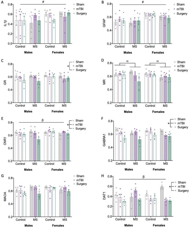 Bar graphs displaying results for cerebellar RT-qPCR gene expression. Means and individual data points ± standard error are shown. (#) indicates a main effect of sex, (*) indicates a main effect of injury, (α) indicates a main effect of stress, and (β) indicates a significant interaction; p’s < 0.05. A) Cerebellar expression of IL1β; B) Cerebellar expression of GFAP; C) Cerebellar expression of GR; D) Cerebellar expression of MR; E) Cerebellar expression of CNR1, whereby the interaction observed was sex*injury; F) Cerebellar expression of GABRA1; G) Cerebellar expression of MAOA; and H) Cerebellar expression of DAT1, whereby the interactions observed were sex*injury and sex*stress*injury.