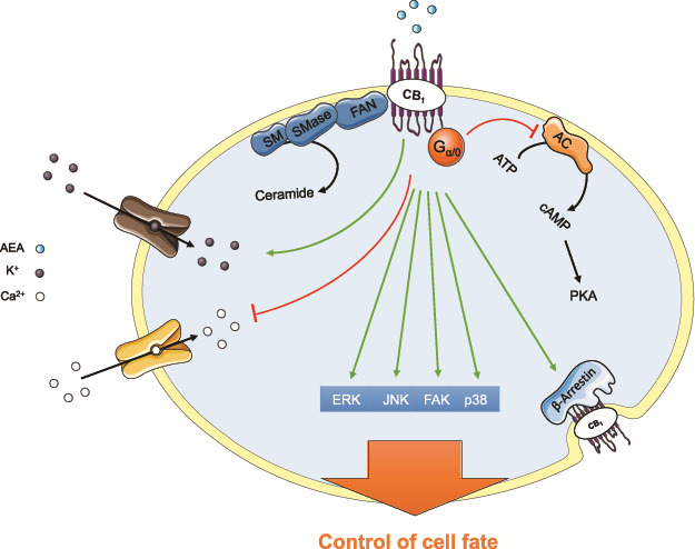 Cannabinoid receptor signalling. Cannabinoids exert their effects by binding to specific G-protein-coupled receptors. The major pathways and channels activated by CB1 receptor are depicted. These include inhibition of the adenylyl cyclase (AC)–cyclic AMP–protein kinase A (PKA) pathway; inhibition of voltage-operated Ca2+ channels and activation of K+ inwardly rectifying channels; activation of mitogen-activated protein kinase cascades (ERK; JNK, p38 and FAK); ceramide generation and β-arrestin recruitment. This image contains some elements adapted from the Servier Medical Art Image Bank (Servier Laboratories (Aust) Pty Ltd) licensed under a Creative Commons Attribution 3.0 Unported Licence.