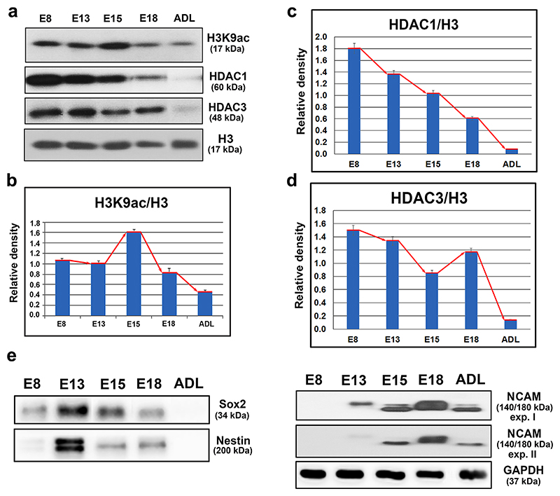 The levels of H3K9 acetylation, HDAC1, HDAC3, and neural markers in embryonic and adult mouse brains as determined using Western blot analysis.(a) Western blots showing the levels of H3K9ac, HDAC1, HDAC3, and total histone H3 in E8, E13, E15, and E18 mouse brains and adult brains (ADL). The levels of the histone acetylation-related modifications were quantified using ImageJ software, and the results were normalized to the histone H3 levels. The results are shown as graphs for (b) H3K9 acetylation, (c) HDAC1 levels, and (d) HDAC3 levels. The red line with arrows indicates the trend in protein levels. Panel (e) shows the levels of the Sox2, Nestin, and NCAM proteins in embryonic brains of E8, E13, E15, E18 stages, and in adult (ADL) mouse brain. Two Western blot images (expositions) are shown