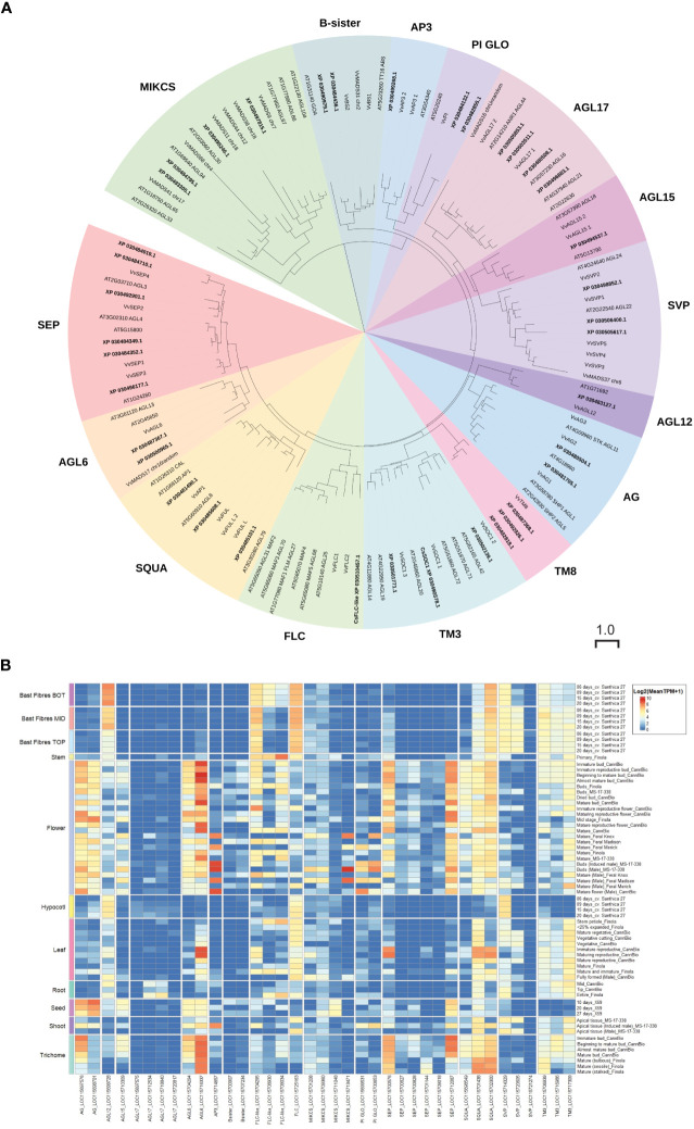 MADS-family proteins in Cannabis sativa L. (A) Phylogenetic analysis of Type II C. sativa MADS family proteins. Proteins were aligned using CLUSTAL in Geneious Prime, and a maximum-likelihood tree was produced using IQ-TREE with JTT+R10 parameters as the best model under AIC and BIC criteria (Minh et al., 2020). The tree was visualized with ITOL (https://itol.embl.de; (Letunic and Bork, 2007)). Numbers indicate percentage bootstrap support following 100 bootstraps (only values above 50 are shown). The scale is the average number of substitutions per site. (B) Expression of CsMADS family in diverse C. sativa tissues. A complete tree of all C. sativa MADs proteins is included as Supplementary Figure S1 . Details of RNASeq data sets are in Supplementary Table S3 .