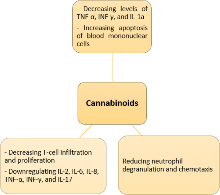 Anti‐inflammatory effects of cannabinoids.