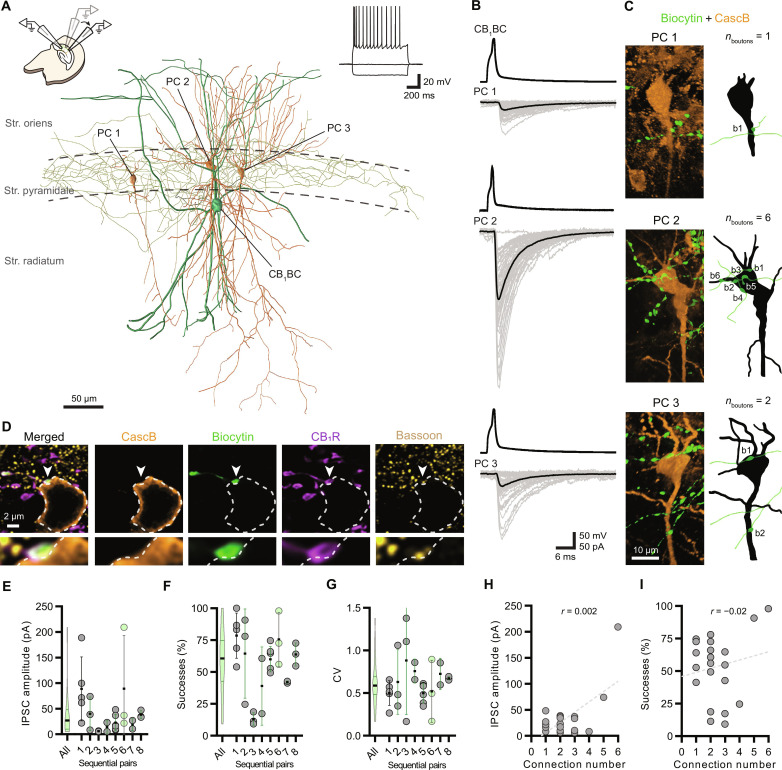 Target cellspecific variability of CB1BC efferent synapses.(A) Schematic illustration of experimental design. Inset traces show characteristic regular firing pattern of the CB1BC in response to −200-, 0- and +300-pA current steps. Reconstruction of a CB1BC (green) that is synaptically coupled to three postsynaptic PCs (orange). (B) Example traces of patch-clamp recordings from the three sequential pairs. Presynaptic APs evoked in the same CB1BC (top traces) and the respective postsynaptic responses (bottom traces: 50 consecutive unitary IPSCs and their average effective unitary IPSC) that were recorded in subsequent PCs are shown. (C) Confocal three-dimensional (3D) maximum intensity projection images and reconstructions of CB1BC axons (green) and PCs (orange) reveal the number and location of perisomatic connections (b1 to b6) between pairs. (D) Confocal images of quadruple staining demonstrate the presence of CB1R expression in the biocytin-labeled bouton (arrowhead) and show the accumulation of bassoon protein. Bottom insets show enlarged images of the synaptic connection. (E to G) Summary graphs show large variability in peak IPSC amplitude (E), number of successful events (F) and coefficient of variation (CV) of IPSCs (G) in sequential paired recordings (n = 27 pairs). Green data points depict the representative experiment presented on (A) to (D). Violin plots of pooled data show median ± interquartile range (IQR). Data presented as means ± SD. (H and I) The number of synaptic connections between pairs does not correlate with IPSC amplitude (H) or successes (I) (n = 22 pairs, IPSC amplitude: Pns = 0.99, r = 0.002, successes: Pns = 0.91, r = −0.02, Spearman’s rank-order correlation).