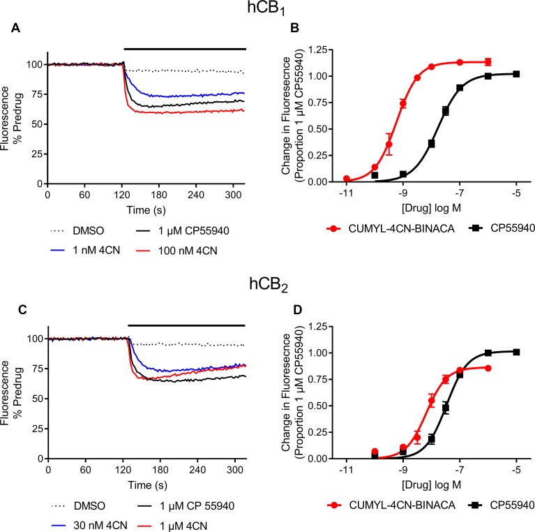 Representative traces of individual experiments illustrating the change in fluorescence in (A) AtT20-CB1 and (C) AtT20-CB2 cells following addition of CUMYL-4CN-BINACA (4CN) and CP 55,940, and concentration response curves for activation of (B) CB1 and (D) CB2 receptors by CUMYL-4CN-BINACA (4CN) and CP 55,940 in AtT20 cells. For representative traces, a drop in fluorescence represents an efflux of membrane potential sensitive dye from cells as they hyperpolarize. The data are presented as fluorescence normalized to the average of the fluorescence 30 s immediately prior to drug addiction. The effects of vehicle (DMSO) addition are illustrated, and have not been subtracted from the drug traces. For concentration response curves, the drug response is expressed as a proportion of that to CP 55,940, 1 µM. Data points represent the mean ± SEM of at least six independent experiments, and were fit to a four parameter logistic equation.
