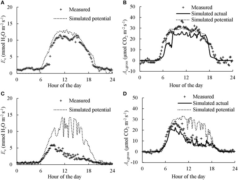 Diurnal courses of measured and simulated canopy transpiration (Ec; A,C) and gross photosynthesis rates (Ac,gross; B,D). The “Measured” dots present the values calculated from gas exchange measurement. The “Simulated potential” line presents the outcome of model simulation without considering water stress. The “Simulated actual” line in B,D presents the outcome of model simulation considering the estimated Ec as actual available water for transpiration while the effect of water deficiency on stomatal resistance was estimated using Equation (7). Data presented was collected in the first day of N2 in CAN1.The canopy in A,B received sufficient water while water supply in C,D was halved.