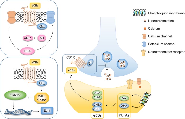 PUFAs are key actors in the regulation of endocannabinoid system. Endocannabinoids are signaling lipids produced from membrane long-chain fatty acid in response to neuronal activity that bind the G-protein-coupled receptor (GPCR) CB1R. The two principal eCBs, AEA and 2-AG, are AA-derived metabolites while DHEA derived from the DHA. eCBs are released into the synaptic cleft and then bind the CB1R on the presynaptic neuron. Activation of CB1R inhibits adenylyl cyclase (AC) activity leading to a subsequent reduction in the cyclic adenosine monophosphate (cAMP) cascade, augmentation of potassium channels, and inhibition of subsequent calcium influx via calcium channels. Consequently, the activation of the CB1R inhibits the release of both excitatory (glutamate) and inhibitory (GABA) neurotransmitters from the presynaptic neuron and decreases synaptic plasticity. The stimulation of CB1R by CB agonists (THC, WIN55,212-2, and CP-55940) or eCBs also activate MAPK signaling pathway. Both eCB-dependent plasticity and CB1R-dependent signaling pathway in brain areas involved in mood-regulation are altered in mice that chronically fed an omega-3 deficient diet.