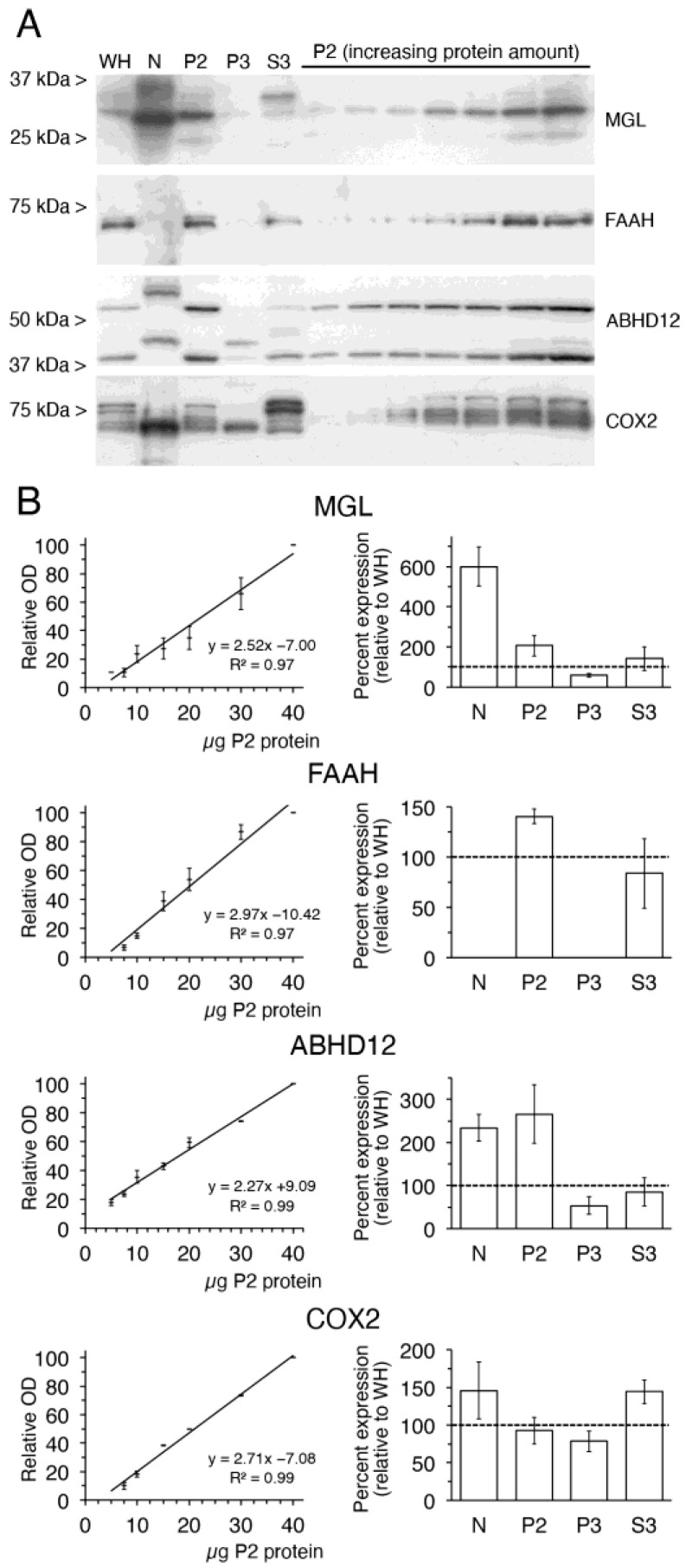 Analysis of the subcellular expression of 2-AG metabolizing enzymes monoacylglycerol lipase (MGL), fatty acid amide hydrolase (FAAH), α/β hydrolase domain-containing protein 12 (ABHD12) and cyclooxygenase-2 (COX2). (A) Representative immunoblots of whole homogenate (WH) intact nuclear (N), plasma membrane (P2), microsomal (P3) and cytosolic (S3) fractions obtained from homogenates of the adult rat brain cortex. 20 µg protein from each fraction were loaded in the same gel. Incremental amounts of P2 membranes ranging from 5 to 40 µg protein were also run in parallel to generate reference standard curves used for semi-quantitative densitometric analysis of protein expression. (B) Graphs on the left correspond to standard curves of MGL-, FAAH-, ABHD12- and COX2-immunoreactivity in P2 samples. All optical density (OD) values were normalized to the value obtained at the highest protein loading. The correlation coefficients obtained by linear regression analysis are shown. Bar graphs on the right show results of the semi-quantitative analysis of MGL, FAAH, ABHD12 and COX2 protein expression in N, P2, P3 and S3 fractions. Values correspond to the percentage of the expression found in WH (100%, dashed line). Data presented are means ± SEM of four independent experiments (n = 4), except for FAAH (n = 2).