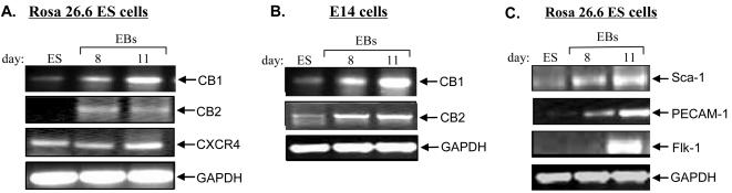 Expression of CB1 and CB2 in Rosa26.6 (Panel A) and E14 (Panel B) ES cells.Cells were washed with PBS, and then RNA was isolated and analyzed by RT-PCR using specific primers for CB1, CB2, GAPDH and CXCR4. Panel C: RT-PCR analysis of the in vitro differentiation of Rosa26.6 ES cells, using specific primers for GAPDH, Flk-1, PECAM-1 and Sca-1. EBs: Embryoid bodies. ES cells: undifferentiated control ES cells. The following primers were used: GAPDH: 292 bp S 5′-CTCACTGGCATGGCCTTCCG-3′ AS 5′-ACCACCCTGTTGCTGTAGCC-3′ CB1: 430 bp S 5′-CGTGGGCAGCCTGTTCCTCA-3′ AS 5′-CATGCGGGCTTGGTCTGG-3′ CB2: 479 bp S 5′-CCGGAAAAGAGGATGGCAATGAAT-3′ AS 5′CTGCTGAGCGCCCTGGAGAAC-3′ PECAM-1: 260 bp S 5′-GTCATGGCCATGGTCGAGTA-3′ AS 5′-CTCCTCGGCATCTTGCTGAA-3′ Flk-1: 239 bp S 5′-CACCTGGCACTCTCCACCTTC-3′ AS 5′-GATTTCATCCCACTACCGAAAG-3′