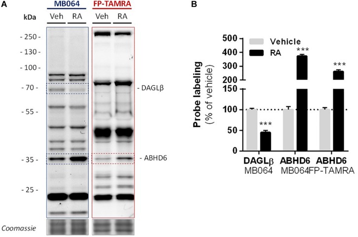 Levels of active DAGLβ decreased while active ABHD6 levels increased during RA-induced differentiation of Neuro-2a. Neuro-2a cells were stimulated by in situ treatment with retinoic acid (RA, 50 μM, 2% serum, 72 h). (A) Whole lysates of vehicle or RA stimulated cells were analyzed by gel-based ABPP using activity-based probes MB064 (2 μM) or FP-TAMRA (500 nM) (20 min, rt). Coomassie served as a protein loading control. (B) Probe labeling was normalized to loading control. Data is expressed as % of vehicle [mean ± SEM (n = 3), t-test, ∗∗∗p < 0.001].