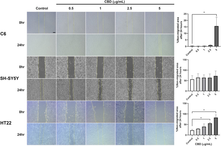 Panel of wound healing assay images showing C6, SH-SY5Y, and HT22 cell lines at 0 and 24 hours across increasing concentrations of CBD, with vertical gaps representing non-migrated areas. Adjacent bar graphs display percent non-migrated area after 24 hours, highlighting significant inhibition of migration at the highest CBD concentration in C6 and HT22 cells, as indicated by asterisks.