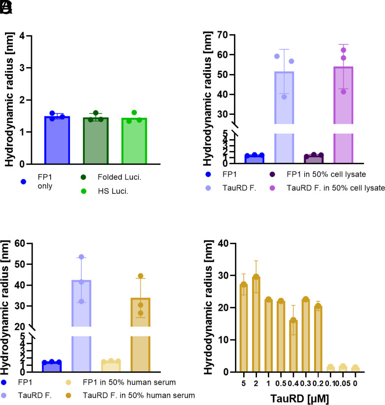 FibrilPaint1 is specific for amyloid aggregates. (A) 0.2 μM FibrilPaint1 incubated with amorphous aggregated Luciferase by heat shock. FibrilPaint1 has a Rh of 1.7 nm, incubated with heat shock luciferase the size remains the same. (B) Binding of 0.2 μM FibrilPaint1 to 2 µM TauRD fibrils in buffer or 50% cell lysate. In buffer, FibrilPaint1 has a Rh of 1.7 nm, incubated with TauRD fibrils has an average Rh of 52 nm. In 50% cell lysate, FibrilPaint1 has a Rh of 1.7 nm, incubated with TauRD fibrils has an average size of 54 nm. (C) Binding of 0.2 μM FibrilPaint1 to 2 µM TauRD fibrils in buffer or 50% human serum. In the presence of buffer, FibrilPaint1 has a Rh of 1.6 nm, incubated with TauRD fibrils has an average Rh of 42 nm. In 50% human serum, FibrilPaint1 has a Rh of 1.5 nm, incubated with TauRD, it has an average size of 34 nm. (D) Binding of 0.2 μM FibrilPaint1 to different concentrations of TauRD fibrils in 50% human serum. The detection limit of FibrilPaint1 observed under these conditions is 200 nM TauRD fibrils (FibrilPaint1 in buffer, dark blue; folded luciferase, dark green; heat-socked luciferase; light green; TauRD fibrils in buffer, light blue; FibrilPaint1 in cell lysate, dark purple; TauRD fibrils in cell lysate, light purple; FibrilPaint1 in human serum, light yellow; TauRD fibrils in human plasma, dark yellow).