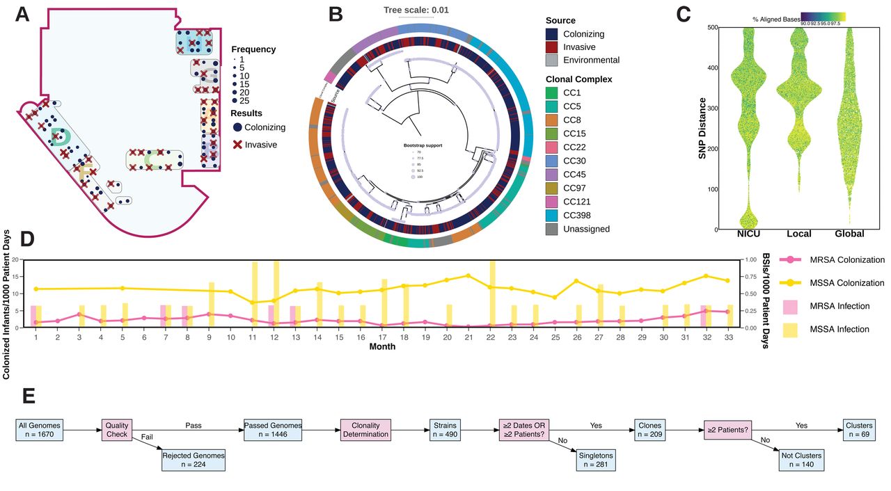 Spatial distribution and genomic diversity of S. aureus isolates in the NICU setting(A) NICU floorplan visualization of S. aureus MRSA/MSSA surveillance results: positive S. aureus colonizing samples (blue dots, size proportional to frequency) and S. aureus bacteremia samples (red crosses). (B) Core-genome phylogenetic analysis with source distribution (inner ring) and clonal complex assignment (outer ring). Genomes assigned to Clonal Complexes 1, 5, and 8 were paraphyletic in the phylogenetic analysis. Bootstrap values ≥70 support 66·4% of tree branches. (C) Pair-wise SNP analysis reveals clonal relationships among S. aureus genomes by comparing genomes across three datasets: (1) within NICU genomes (NICU), (2) against a local Philadelphia pediatric database (Local), and (3) against a curated global publicly available database (Global). (D) Monthly MSSA/MRSA colonization and infection rates. (E) Workflow schematic for identifying strains, clones, and transmission clusters. Red boxes represent decision points, while blue boxes indicate process outputs, serving as inputs for subsequent analytical steps.