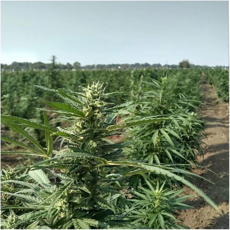 Clones of Cherry Pie #16 flowering in Fuente de Oro, Meta, Colombia. Photo courtesy of Medcann Pharma.