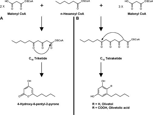 Comparison of potential products produced by two or three decarboxylative condensation reactions. (A) Prediction of pyrone production from two decarboxylative condensations. (B) Expected product from three decarboxylative condensations.